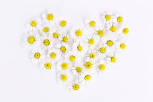 daisies, heart, daisy heart